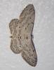 Idaea seriata